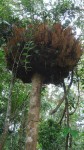 Basket fern