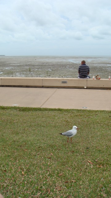 Cairns boardwalk