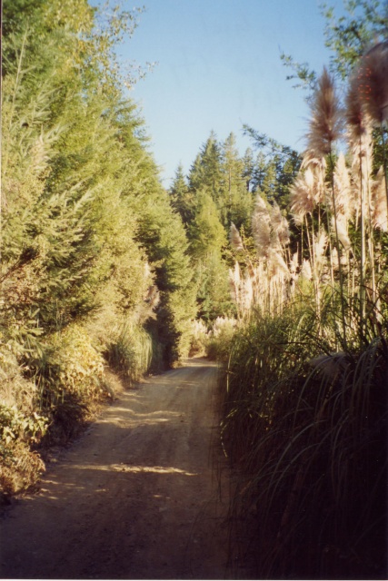 Usal Road follows the ridgeline from Usal Beach to Shelter Cove