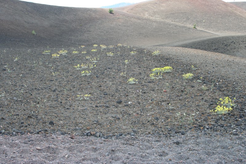 Even at the summit of a pile of volcanic rock there are bits of life