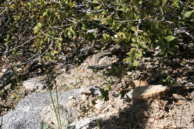 Lizard sunning him/herself